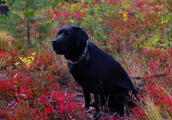 /Images/uploads/International Guiding Eyes Inc/gdapawsitivitycalendar/entries/20798thumb.jpg